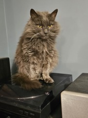 The One where TC moved to Scotland and joined the Excellent Cats