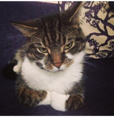 Cat photos