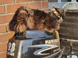 The One where TC moved to Scotland and joined the Excellent Cats