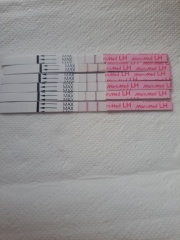 Premom app how many days of high before ovulation