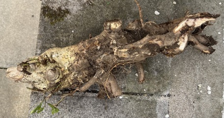 What have you done in the garden today? Part 5