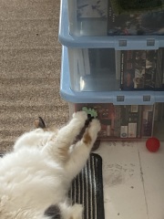 Bought cat nip balls for Toots
