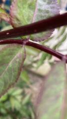Plant id