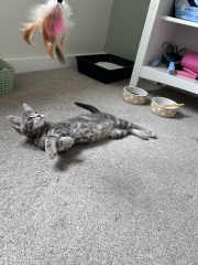 Adopting a silver/blue tabby kitten. Name ideas?!