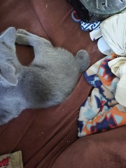 Kittens!!