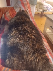 Oh help me, I looked at the "cats needing homes" page!