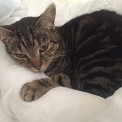 Are these mackerel tabby markings?