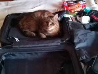 New (first) cat - what sort of bed?
