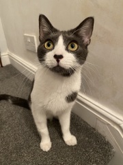 Cat photos