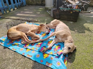 Talk to me about rescue greyhounds/lurchers/whippets