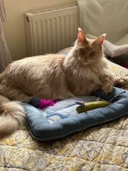Cat photos