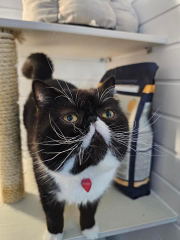 Magnificent Moustaches