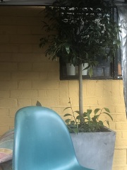 What’s wrong with this bay tree? Black tips