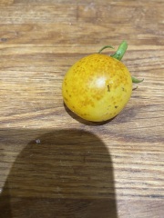 Tomato woe