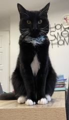 Cat photos