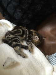 Are these mackerel tabby markings?