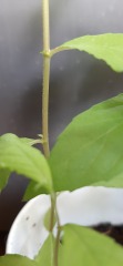 What is this?! Plant id