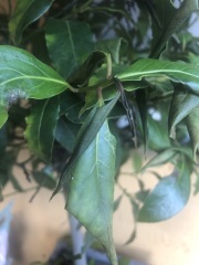 What’s wrong with this bay tree? Black tips