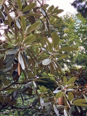Does anyone know what this plant is?