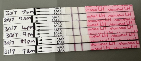 OPK tests, double surge, anyone know what's going on here?