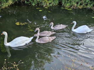 Passports, buckets and spades - the Excellent Cats go on their holidays