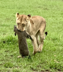 The One where TC moved to Scotland and joined the Excellent Cats