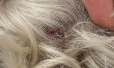 Lump on dog