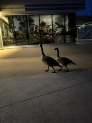 Come and tell me your dull and unexciting news 30: Calmly through the day