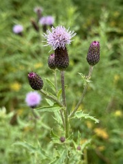 New to the world of plants...can anyone identify these for me?