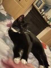 Cat photos