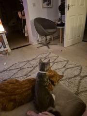 Cat photos
