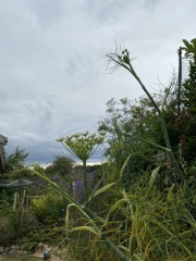 What is happening to my fennel?