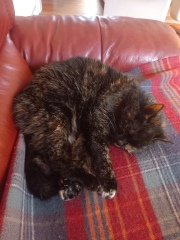 Oh help me, I looked at the "cats needing homes" page!
