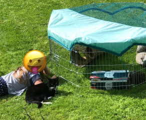 Guinea pigs and cats, knock some sense onto me please!