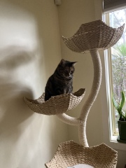 Cat Trees