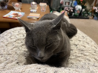 Passports, buckets and spades - the Excellent Cats go on their holidays