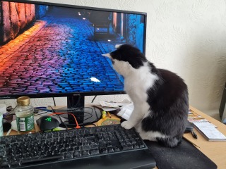 The One where TC moved to Scotland and joined the Excellent Cats