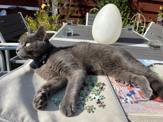 Passports, buckets and spades - the Excellent Cats go on their holidays