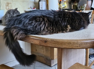 Passports, buckets and spades - the Excellent Cats go on their holidays