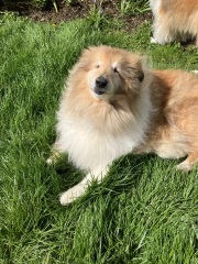 To ask you to come and celebrate your dog with me