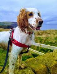 Share Your Dog Stories and Photos! 🐾 Chance to Win £100!