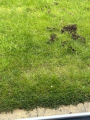 What could be in our garden