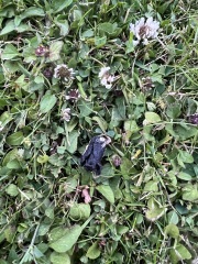 Can someone please identify this animal poo in my garden?