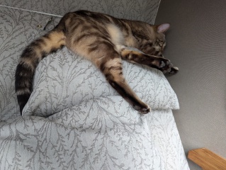 The One where TC moved to Scotland and joined the Excellent Cats