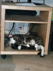 New (first) cat - what sort of bed?
