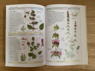 New to the world of plants...can anyone identify these for me?