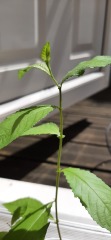 What is this?! Plant id