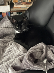 I rescued a cat today