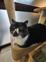 Magnificent Moustaches