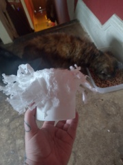 The One where TC moved to Scotland and joined the Excellent Cats